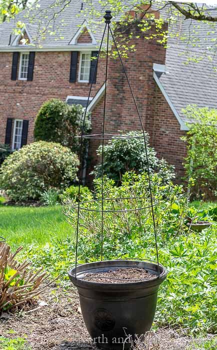 Flower Pot Trellis - Easy and Cheap To Make, Looks Expensive Tomato Cage Topiary Easy Diy, What To Grow On A Trellis, Trellis Potted Plants, Diy Flower Trellis, Small Trellis For Pot, Diy Pot Trellis, Potted Trellis Ideas, Trellis In Pots, Pot Trellis Ideas