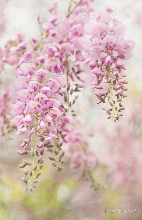 Pink Wisteria, Rose Garden Landscape, Gardening Landscaping, Roses Blue, Roses Black, Roses Garden, Landscaping Garden, Black Roses, Garden Rose