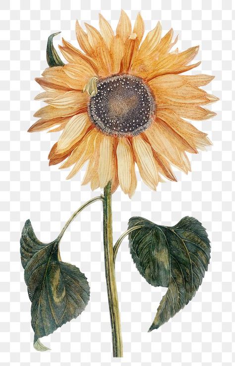 Sunflower Painting Wallpaper, Wallpaper Sunflower, Hand Drawn Sunflower, Drawn Sunflower, Sunflower Vintage, Sunflower Images, Photo Elements, Certificate Design Template, Png Flower