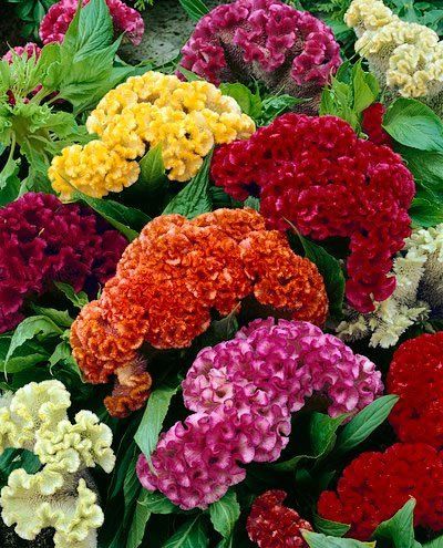 Amazon.com : (ACEL)~"GIANT COCKSCOMB MIX" CELOSIA~Seed!~~~~~Lots of WOW!!! : Celosia Plants : Patio, Lawn & Garden Celosia Plant, Celosia Flower, Winter Arrangements, Coral Garden, Dried Bouquet, Heirloom Seeds, Annual Plants, Exotic Flowers, Planting Seeds