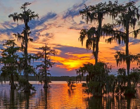 New Orleans Bayou, Southern Gothic Aesthetic, Louisiana Culture, Louisiana Swamp, Louisiana Bayou, Southern Art, Louisiana Art, Landscape Tattoo, Rural Scenes