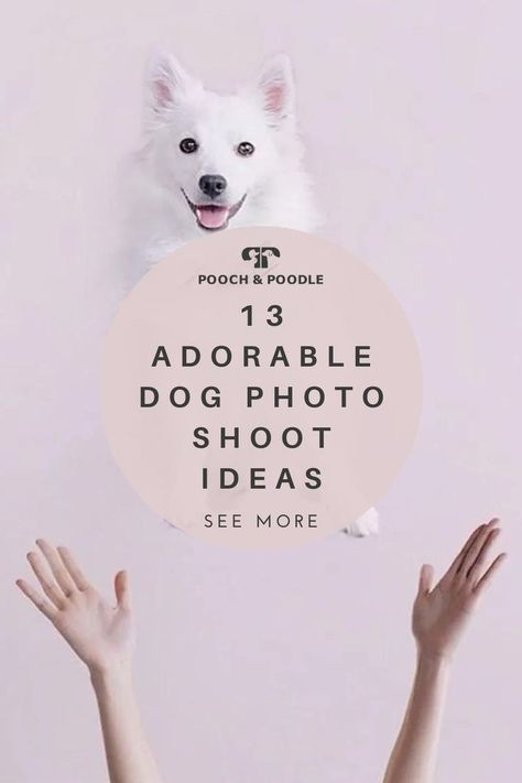 13 Adorable Photo Shoot Ideas… for Your Dog! Ideas For Dog Photoshoot, Dog Mom Photoshoot Ideas, Creative Dog Photos, Photos With Puppy Ideas, Easy Dog Photography Ideas, Dog Maternity Shoot, Dog Photo Shoot, Photography With Dogs Ideas, Pet Photography Ideas Creative