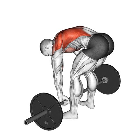 Back Workout Program, Row Variations, Erector Spinae, Back Workout Bodybuilding, Barbell Deadlift, Gym Workout Guide, Workout Program Gym, Rowing Workout, Cable Workout