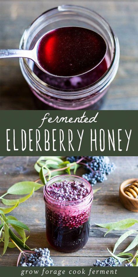 Make this fermented elderberry honey this season to help with cold and flu season. Use foraged elderberries to make this great tasting herbal remedy! #elderberry #honey #fermented #ferment #forage #elderberries #herbalism #herbalmedicine #naturalremedy Elder Berry Recipes, Fermented Elderberry Honey, Elderberry Aesthetic, Elderberry Mead Recipe, Elderberries Benefits, Fermented Drinks Recipes, Foraging Elderberries, Honey Medicine, Homestead Apothecary