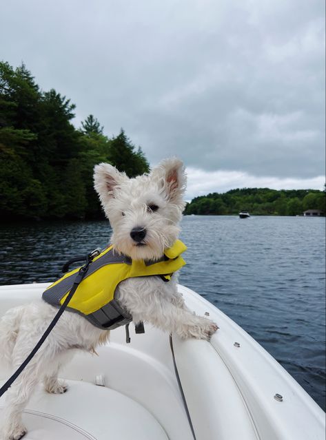 Dog Westie Aesthetic, Pup Cup, West Terrier, Westie Puppies, Highland Terrier, Cute Animals Puppies, Westie Dogs, Cute Dog Pictures, West Highland White Terrier