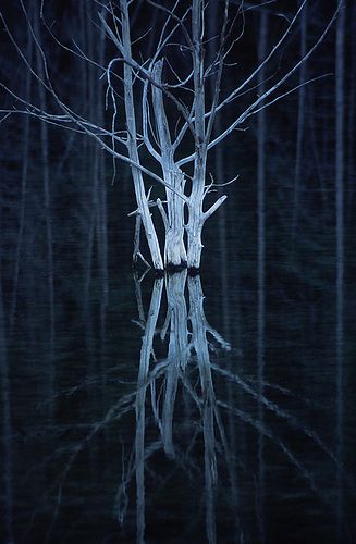 Goth Culture, Trees Photography, 23 January, Three Witches, Dead Tree, Tree Tree, Beautiful Trees, White Tree, Beautiful Tree