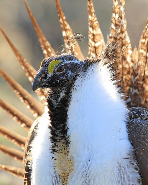 Nature, Sage Grouse, Weird Birds, World Birds, Kinds Of Birds, Living Art, Game Birds, Animal Totems, All Birds