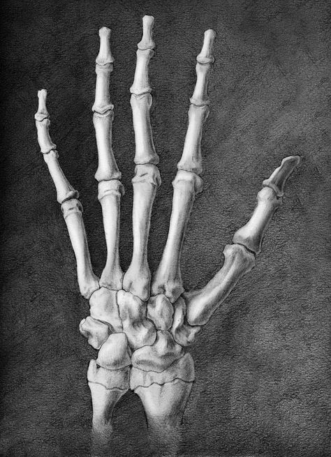 Drawn Hands, Skeleton Hands Drawing, Hand Skeleton, Skeleton Anatomy, Malika Favre, Skeleton Drawings, Skeleton Hand Tattoo, Human Skeleton, Anatomy Sketches