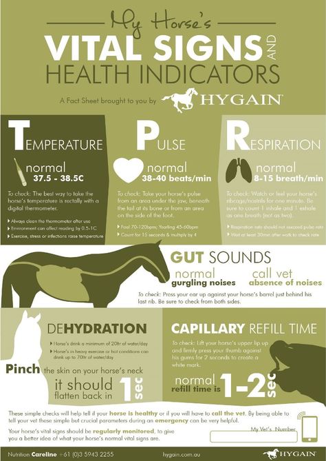 **FREE Horse Health Fact Sheet** How often do you check your horse's vital signs? Regular monitoring of your horse's main health indicators is so critical and can give you extra information in case of an emergency!! This fact sheet is a must have for all horse owners to check and keep up to date with your beloved horses' vital signs and health indicators! Download your free fact sheet by clicking on the image. Horse For Beginners, Veterinary Tech, Equine Veterinary, Equine Care, Horse Lessons, Horse Information, Healthy Horses, Horse Exercises, Horse Facts