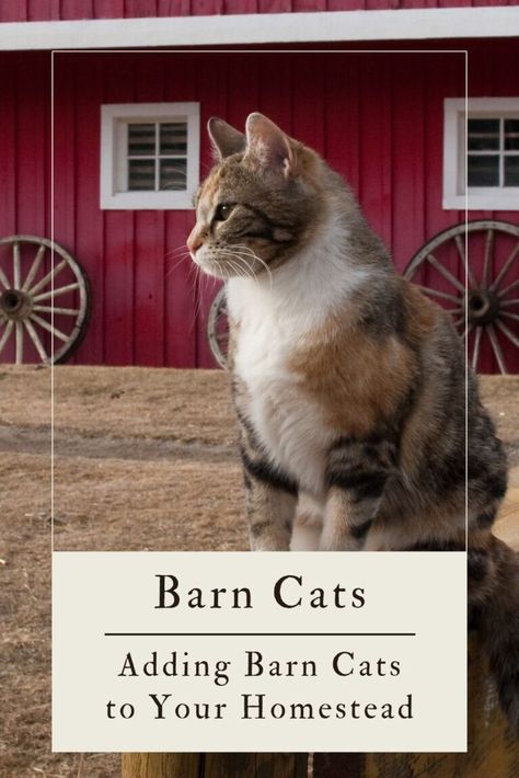 Barn Cat Shelter, Healthy Dinner Chicken Recipes, Diy Watering System, Diy Cat House, Kitten Formula, Barn Cat, Building Raised Beds, Raising Ducks, Work Outside