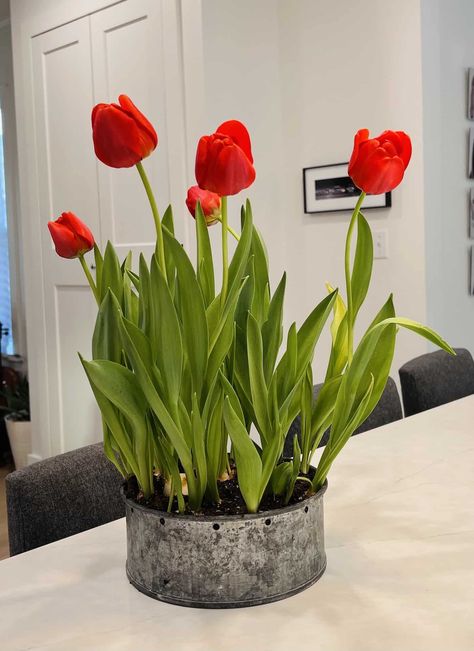 Potted Tulips Indoors, Forcing Tulip Bulbs Indoors, Growing Tulips Indoors, How To Care For Tulips Indoors, Indoor Tulips, Growing Flowers Indoors, Tulips Indoors, Tulip Pots, How To Grow Tulips