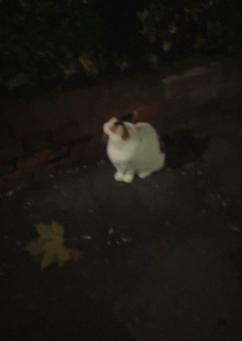 a cat sitting on the sidewalk late at night, leaves are falling around him as he enjoys the warm evening glow from street lights Cats Outside, Late Night Drives, Late At Night, Friday Night Lights, Falling Leaves, Light And Space, Night Driving, Cat Aesthetic, Dancing In The Rain