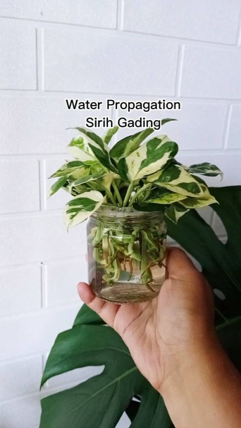 Lisayunitaputri’s Instagram video: “Bersenang2 dengan hobi 🌿 Tanaman anti ribet cukup rendam dalam air aja udah cakep buat jadi hiasan rumah 🥰 #waterpropagation…” Tanaman Air, Diy Garden Fountains, Plant Guide, Garden Fountains, Instagram Video, Diy Garden, Herbs, Plants, Quick Saves