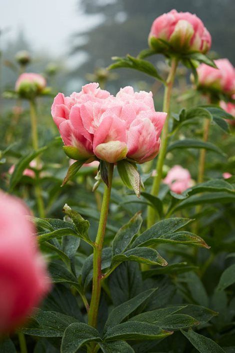 Peony Flower Garden, Peony Care, Peony Bush, Peony Garden, Planting Peonies, Coral Peonies, Growing Peonies, Flower Garden Design, Rock Garden Landscaping