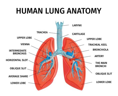 Classroom Reference, Lungs Drawing, Respiratory System Anatomy, Human Respiratory System, Lung Anatomy, Medical Drawings, Human Body Organs, Human Lungs, Poster White