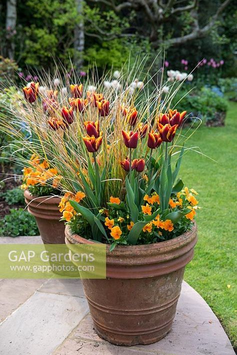 Large terracotta pots filled with orange violas, Tulipa Abu Hassan and Carex comans Bronze, an evergreen sedge grass. Carex Comans, Indoor Gardening Supplies, Large Terracotta Pots, Spring Planter, Patio Pots, Garden Spring, Garden Bulbs, Garden Containers, Container Gardens