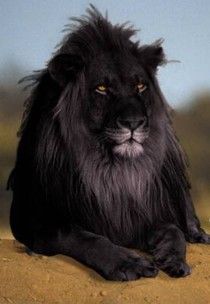 The opposite of albinism called melanism, a recessive trait where the skin and fur are all black. Regnul Animal, Beautiful Lion, Black Lion, Rare Animals, Cheetahs, Animal Planet, Animal Photo, Exotic Pets, Beautiful Cats