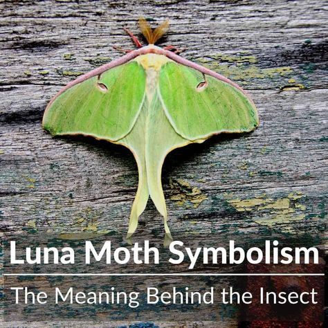 Color Luna Moth Tattoo, Luna Moth Upper Arm Tattoo, Lunar Moth Arm Tattoo, Long Tailed Moth Tattoo, Luna Moth Symbolism Meaning, Black Luna Moth Tattoo, Luna Moth Spiritual Meaning, Luna Moth Tattoos For Women, Luna Moth Quotes