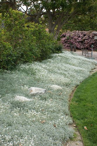 Hopeahärkin lehdistö on upea! Se kukkii valkoisin kukin kesäkuun tienoilla. Ryöppyää yli kivien ja muurien. Kestää todella ohutmultaista karua paahteista kasvupaikkaa Landscaping A Slope, Lawn Alternatives, Snow In Summer, Backyard Flowers, Grasses Garden, Moon Garden, Summer Plants, Ground Cover Plants, Summer 3