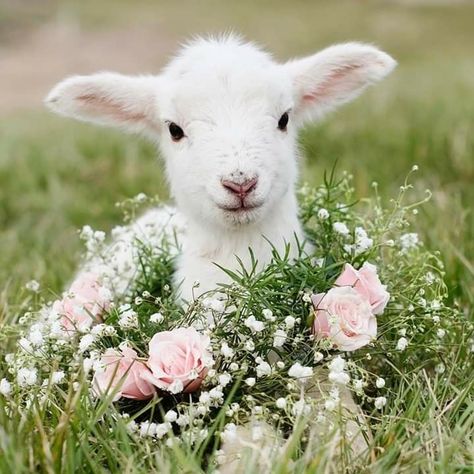 White lamb pink flowers Cute Lamb, Cute Goats, Söt Katt, Baby Lamb, Baby Goats, Beltane, Cute Animal Pictures, Sweet Animals, The Grass