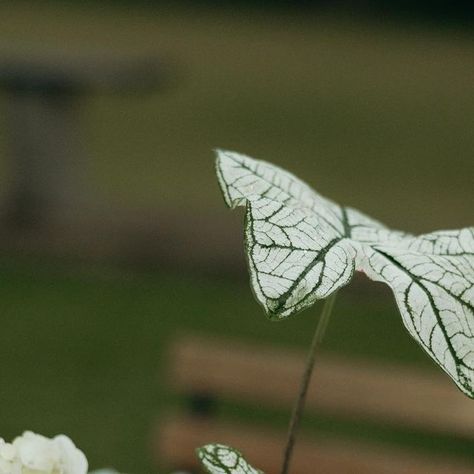 Paloma Events ~ Wedding Planning & Styling on Instagram: "Classic white & green elegance 🤍 When working with a simplified colour palette, we place emphasis on shapes, patterns and layers of texture, with every tiny detail thoughtfully considered. Hence why this brief is truly one of our faves, and a timeless aesthetic that will never go out of style. 

We LOVED creating this tablescape with some of our faves @wilunastudio @hayleyrafton @sprinkystudio @lovestoned.hire @worrowing @bridalglowco @sundayevebridal @flametreestudio.co" Green Event, Timeless Aesthetic, Emphasis, Go Out, Classic White, White Green, Paloma, Colour Palette, Out Of Style