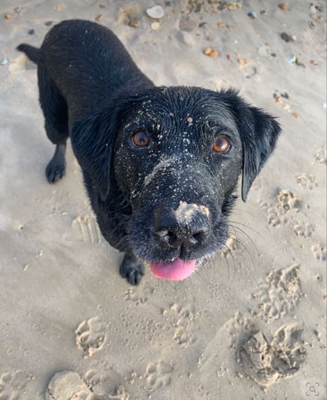 Labrador, Dog Labrador, Dog Black, Dog Beach, Black Lab, Beach Babe, Cute Dog, A Black, Lab