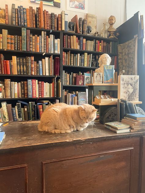 Cat Bookstore Aesthetic, Cats In Bookstores, Cat And Books Aesthetic, Vintage Book Store Aesthetic, Cat In Library, Fantasy Bookstore, Vintage Book Shop, Cat Bookstore, Aesthetic Book Store