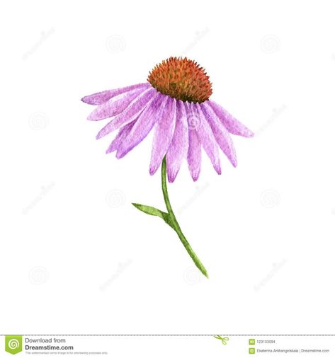 Echinacea Drawing, Paint 2023, Echinacea Flower, Hand Drawn Floral, Flowers Illustration, Drawn Floral, Floral Illustration, Watercolor Drawing, Floral Illustrations