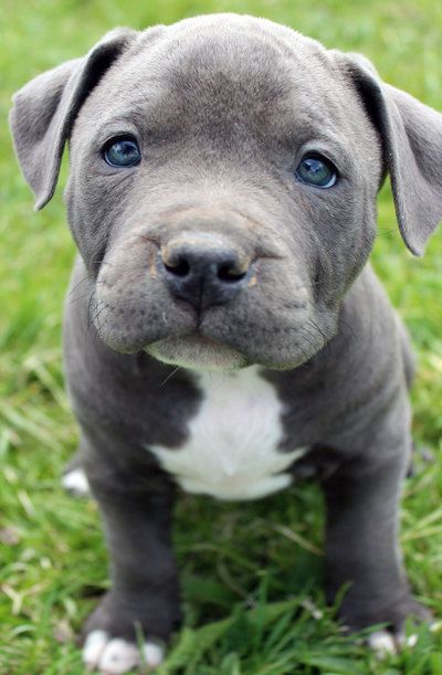 Blue Nose Pitbull Puppies, Pit Bull Puppies Blue, Pitbull Dog Puppy, Puppies With Blue Eyes, Pitbull Puppies For Sale, Blue Nose Pitbull, Pitbull Dog Breed, Cute Puppies And Kittens, Pit Bull Puppies