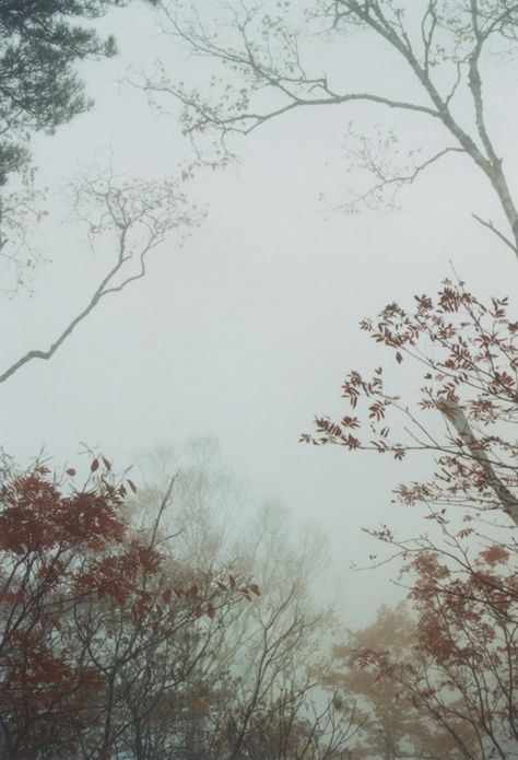 Photo Grey Fall Aesthetic, Grey Weather, Heavy Clouds, Ormanlık Alan, Autumn Sky, Foggy Day, Over The Garden Wall, Grey Skies, Winter Days