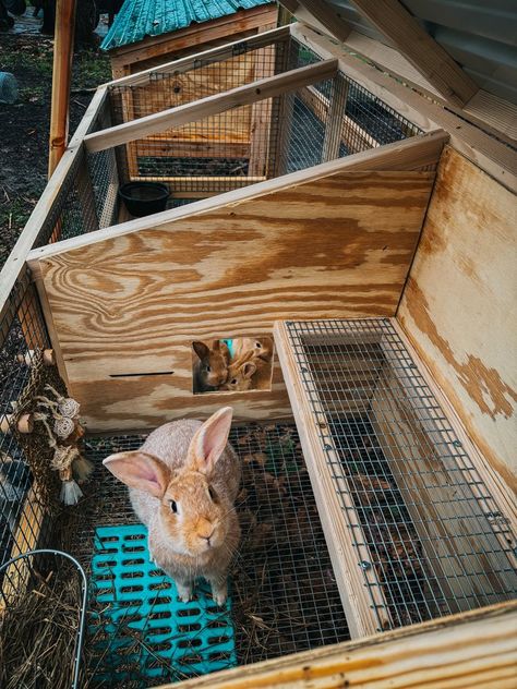 PLANS: The Best Rabbit Growout Hutch — Teal Stone Homestead Diy Hobby Farm Ideas, Meat Rabbits Housing, Bunny Coop, Rabbit Keeping, Bunny Sheds, Rabbit Cages Outdoor, Rabbit Supplies, Rabbit Hutch Plans, Raising Rabbits For Meat