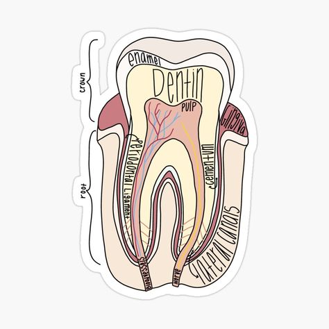 Medicine Stickers, Dental Stickers, Tooth Anatomy, Dental Wallpaper, Teeth Anatomy, Anatomy Design, Future Dentist, Dental Assistant Study, Doctor Stickers