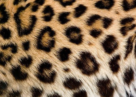 Puuuurrrrr.  Love my living room decor!  Photo by Nick Jewell. Leopard Print Wallpaper, Skin Images, Fur Texture, Animal Print Wallpaper, Fabric Textures, Brown Leopard, Animal Skin, Print Wallpaper, Animal Wallpaper