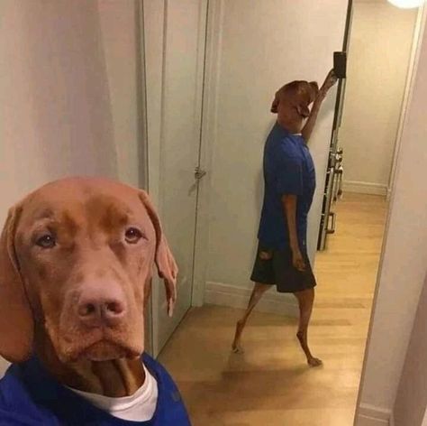 Funny Selfies, Goofy Dog, Funny Animal Photos, Dog Selfie, Funny Dog Memes, Smart Auto, Funny Cats And Dogs, Dog Wallpaper, Silly Animals