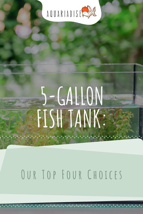 5 Gallon Fish Tank Ideas Betta, Fish Tank 5 Gallon, 5 Gallon Aquarium Ideas, 5 Gallon Planted Betta Tank, 5 Gallon Tank Ideas, 5 Gallon Betta Tank Ideas, Betta Fish Tank Ideas 5 Gallon, 5 Gallon Fish Tank Ideas, 5 Gallon Betta Tank