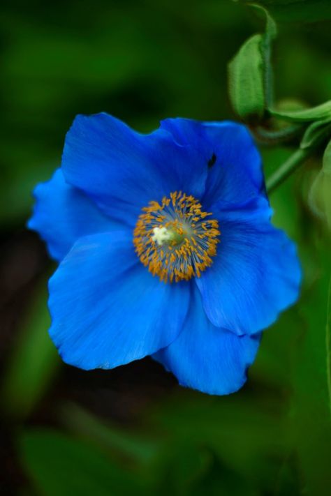 Love blue poppies? – a practical guide to growing and propagating Meconopsis – Botanics Stories Himalayan Blue Poppies, Himalayan Poppy, Himalayan Blue Poppy, Boston Apartment, Blue Poppies, Seed Starting Mix, English Gardens, Animal Stencil, Dappled Light