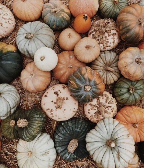 Nine Favorite Things. - Half Baked Harvest Hagrid Aesthetic, Pumpkins And Gourds, Rubeus Hagrid, Deco Nature, Harry Pottah, Fall Inspo, Halloween Aesthetic, Fall Feels, Happy Fall Y'all