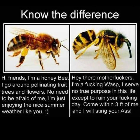 Bees And Wasps, Learning Time, Mbti Personality, Animal Facts, Wasp, Personality Types, Bee Keeping, Animal Memes, Honey Bee