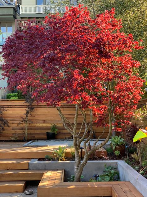 Japanese Maple In Front Of House, Red Trees Landscaping, Japanese Maple Backyard, Japanese Maple Tree Aesthetic, Acer Trees Garden, Japanese Maple Garden Ideas, Japanese Maple Tree Landscape Front Yard, Japanese Courtyard Garden Small Spaces, Japanese Maple Tree Landscape Front Yards Flower Beds