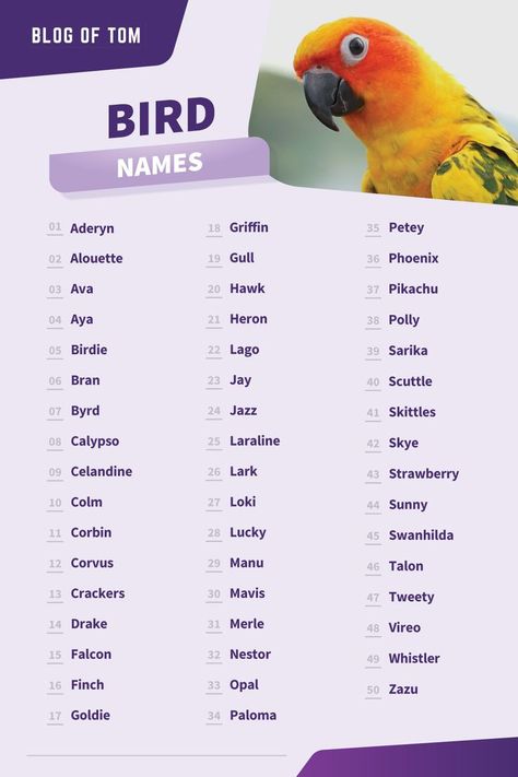 A list of 123 awesome pet bird names. Budgie Names, Parakeet Names, Birds Name List, Aesthetic Bird, Nature Inspired Names, Bird Names, Cute Animal Names, Names Of Birds, Love Birds Pet