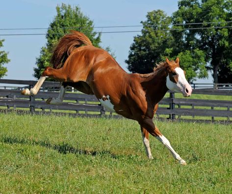 Horse Behavior, Bucking Horse, Horse Anatomy, Horse Inspiration, Paint Horse, Horse Feed, Horse World, Horse Drawings, All The Pretty Horses