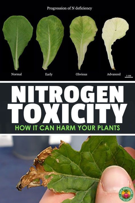 Nitrogen For Plants, Nutrients For Plants, Nitrogen Fixing Plants, Epic Gardening, Small Garden Layout, Homestead Gardening, Garden Prepping, Modern Homestead, Vegetable Garden Tips