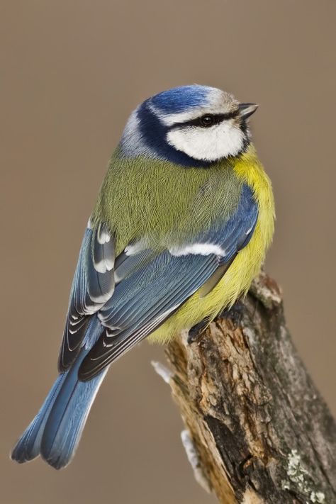 photo: blue tit .... by emuwren on tumblr ... Western Asia, Airbrush Art, Nature Birds, Exotic Birds, Bird Pictures, Bird Drawings, Pretty Birds, Bird Photo, Colorful Birds