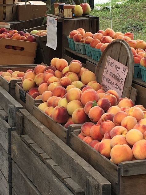 Farm Fruit, Fresh Peaches, Summer Peach Aesthetic, Fruit Farm Aesthetic, Peach Atheistic, Fruit Farm, Peaches Aesthetic, Farm Aesthetic, Peach Farm