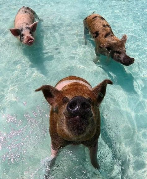 📍Pig Beach, Exuma Bahamas 🌴🐷 Aren’t they the cutest 🙂 Pig Beach, Exuma Bahamas, Swimming Pigs, Ocean Beach, Day Tours, Pigs, Bahamas, Day Trip, The Cutest