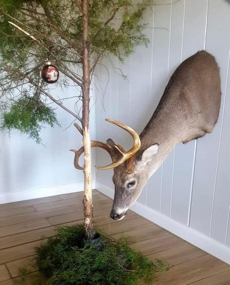 Deer Antler Decor Ideas, Skull Mount Ideas, European Mount Ideas, Funny Taxidermy, Taxidermy Diy, Hunting Room Decor, Deer Mount Ideas, Deer Taxidermy, Deer Hunting Decor