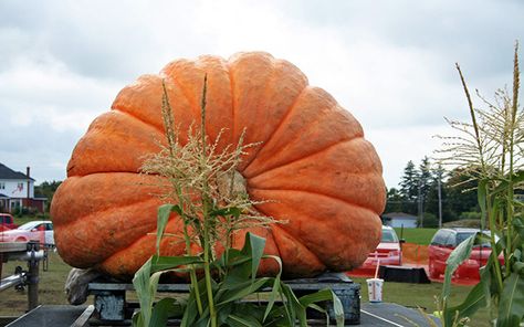 Adventure=big. Places to see the world's largest pumpkins. Imagine the pie ... Giant Vegetable, Biggest Pumpkin, Large Pumpkins, Garden Patio Decor, Giant Pumpkin, Fire Pit Bbq, Large Pumpkin, Easy Garden, Rhode Island