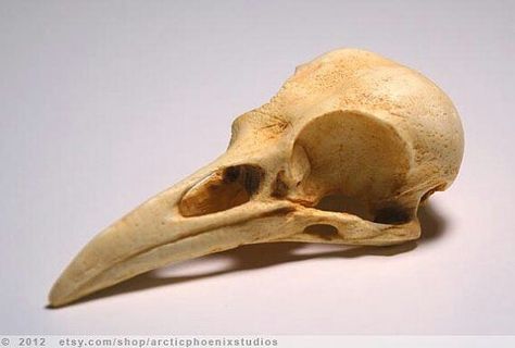 Raven skull Skeleton Reference, Skull Reference, American Crow, Real Skull, Animal Skeletons, Crow Skull, Crow Bird, Animal Skull, Raven Skull