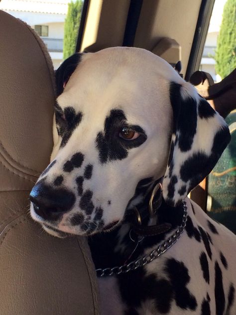 Dolmatinets Dog, Aesthetic Dalmation, Dalmation Aesthetic, Dalmatian Aesthetic, Spotted Dog, Dalmatian Dog, Hapkido, Dalmatian Dogs, Pretty Dogs