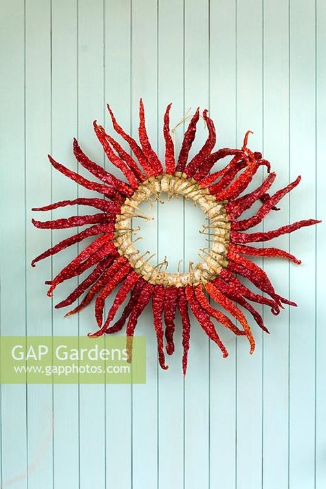 Wreath made with dried chillis hanging on a wooden wall Pepper Wreath, Rosemary Wreath, Plant Photography, Wreaths And Garlands, Chili Pepper, Red Pepper, How To Make Wreaths, Wooden Walls, Wooden Wall